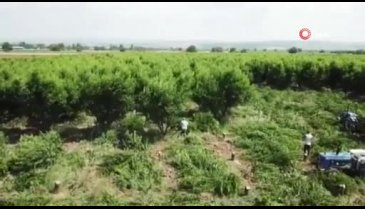 Bursa'da kesilen meyve ağacı sayısı 60 bine ulaştı