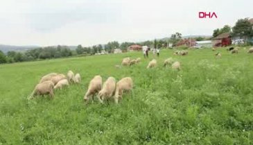 Bursa'da meralar ıslah edilip hayvancılığın hizmetine sunuluyor