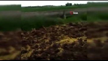 Bursa'da tilkinin fare avı kamerada