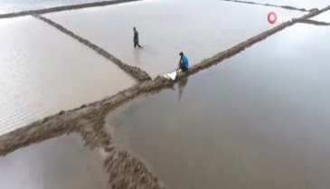 Beyaz altın tarlaları havadan görüntülendi