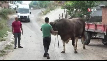 Bursa'da iki buçuk yaşında bir buçuk ton ağırlığa ulaştı
