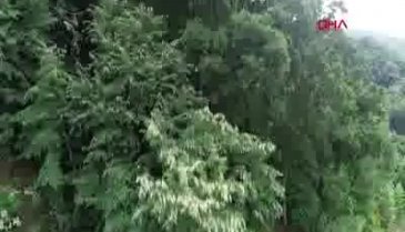 Bursa Karacabey ıhlamur ormanlarında hasat başladı