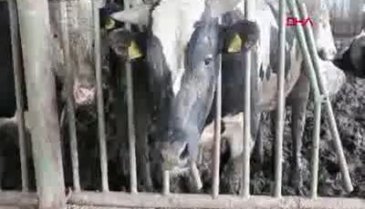 Bursa'da besicilerin Kurban Bayramı hazırlığı