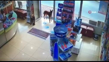 Eczaneye gelip patisini uzatıp yardım istedi! Yaralı köpeği tedavi eden eczacı konuştu