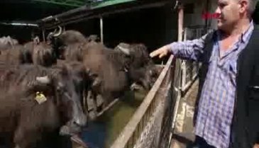 Bursa'da süt ineklerini satıp manda yetiştiriciliğine yöneldi