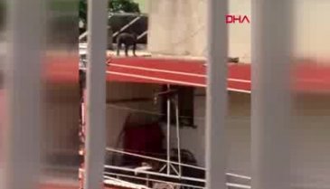 Çatıya bağlanan pitbull'un hali yürek burktu!