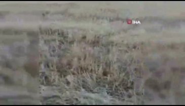 En tehlikeli dans! "İlk defa gördüm ve çektim"