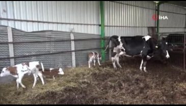 Bursa'da üçüz buzağılar görenleri hayrete düşürdü