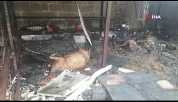 Bursa'da evdeki yangın ahıra sıçradı! 14 hayvan öldü, 4 kişi dumandan etkilendi