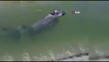 Yaban domuzunu kovboy gibi kement atarak kurtardılar