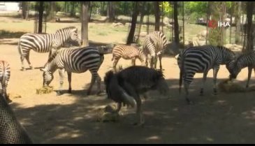 Bursa Zoopark'taki zebra sayısı arttı