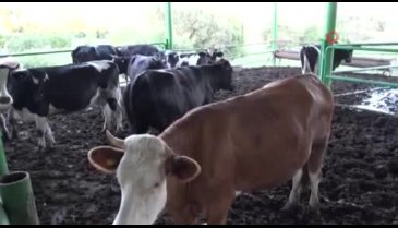 Bursa'da besicilerin umudu Kurban Bayramı