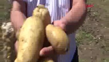 Bursa İnegöl'de patates hasadı başladı