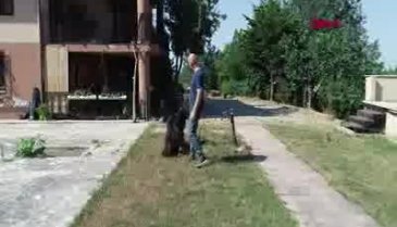 Bursa'da safkan köpekleri yetiştirip, yurt dışına gönderiyor