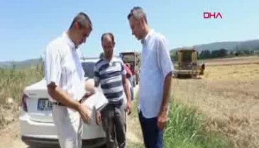 Bursa Yenişehir'de buğday tanelerini tek tek toplayıp tartıyorlar
