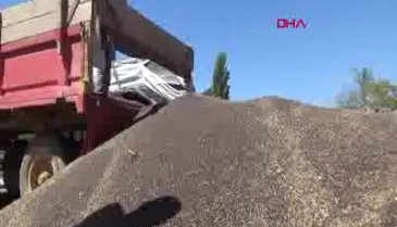 Bursa İnegöl'de kanola hasadı başladı