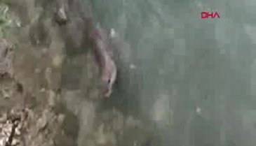 Su samurları balık avlarken görüntülendi