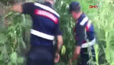 Bursa'da jandarmadan kenevir operasyonu