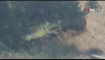 Leopar olduğu düşünülen hayvan paniğe neden oldu