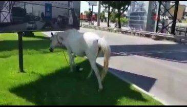 Bursa'da başı boş atlar tehlike saçıyor