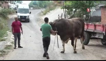 Bursa'da 1,5 tonluk 'Cemil', 45 bin TL'den satışa çıkarıldı