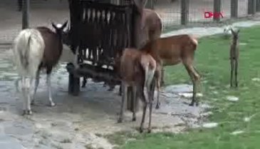 Bursa'da kızıl geyiklerin sayısı 6'ya yükseldi