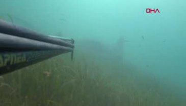 Çanakkale Boğazı'nda devasa vatoz görüntülendi