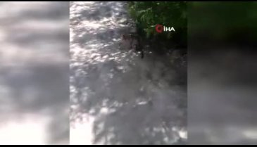 Kedinin yılanla oyunu kamerada