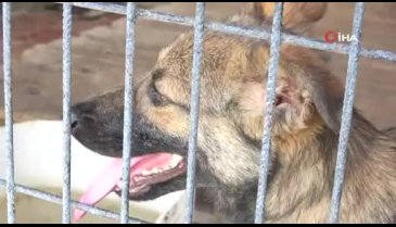 Bursa'da üzerinden aracın geçtiği yürüyemeyen sokak köpeğini sağlığına kavuşturdular