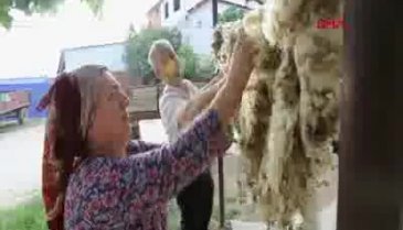 Bursa'da yapağılar, hayvan yetiştiricisinin elinde kaldı