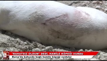 Bursa'da hamile köpeği katletti! "Rahatsız oldum, vurdum" (ÖZEL HABER)