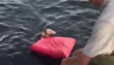 Keseli sıçanın boğulmaktan kurtarılma anları sosyal medyada viral oldu
