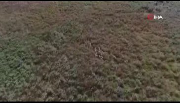 Bursa'da kayıp koyunları jandarma drone ile buldu