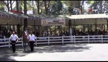 Bursa Karacabey'de tay satışları protestolar sebebiyle ertelendi