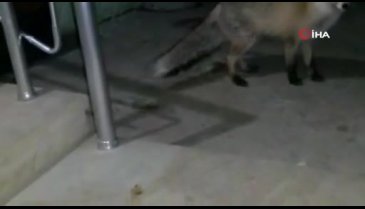 Bahçesine gelen tilkiyi eliyle besledi