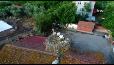 Bursa'da mahallenin sevimli komşuları