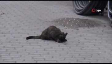 Ölen yavrusunun başından ayrılamadı