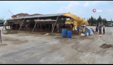 Bursa'da kurbanlıklar gelmeye başladı