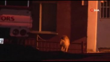 Mahalleliden 'saldırgan köpek' nöbeti
