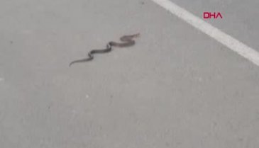 Ordu'da yılan istilası