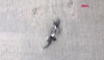 Bursa'da petrol istasyonuna giren bukalemun ilgi odağı oldu