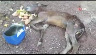 Eşeği halıya sarıp ormanda ölüme terk ettiler