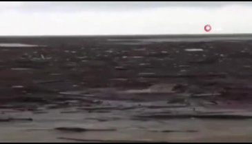 Sele kapılan köpeği vatandaş yüzerek kurtardı
