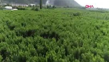Bursa'da şeftali üreticisi dertli
