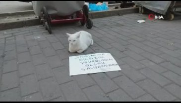 Bursa'da dilenci kedi