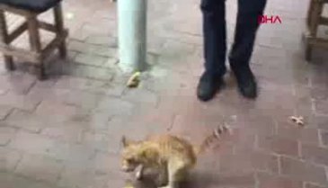 Bursalı esnaftan örnek davranış: Ayağı kırılan kediye sahip çıktı
