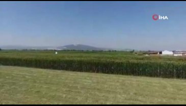 Bursa'da kurumaya bırakılmış kenevir ve kubar maddeleri drone ile tespit edildi