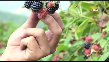 Bursa'da böğürtlen hasadı başladı