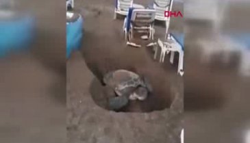 Şezlonglar arasında yumurtlama alanı arayan kaplumbağa tartışmalara neden oldu