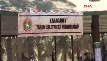 Bursa'da Sararhan isimli tay 360 bin TL'ye satıldı